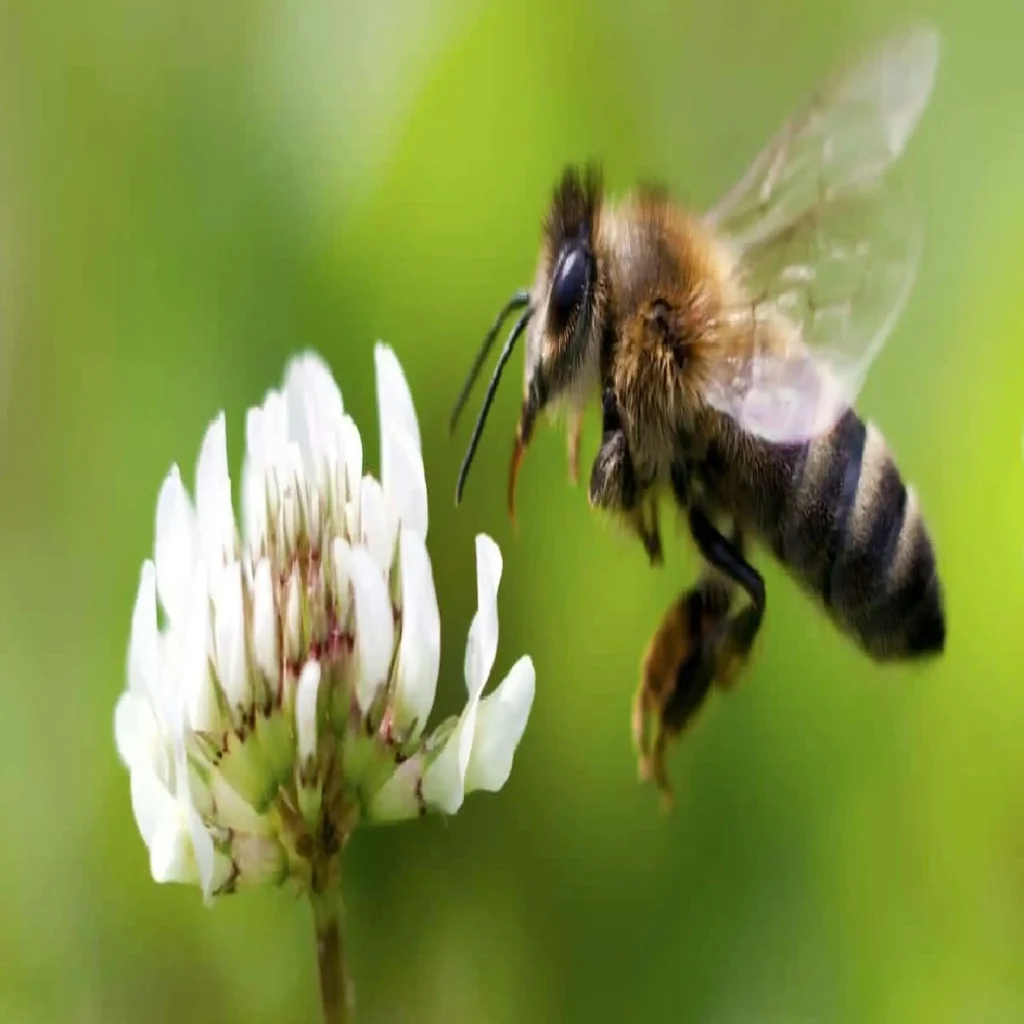 Bal Arıları Yansıyan Yüzeylerin Üzerinden Neden Uçamaz?