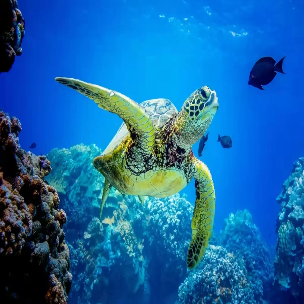 Kaplumbağaların Okyanusta Nasıl Yönlerini Buluyor?