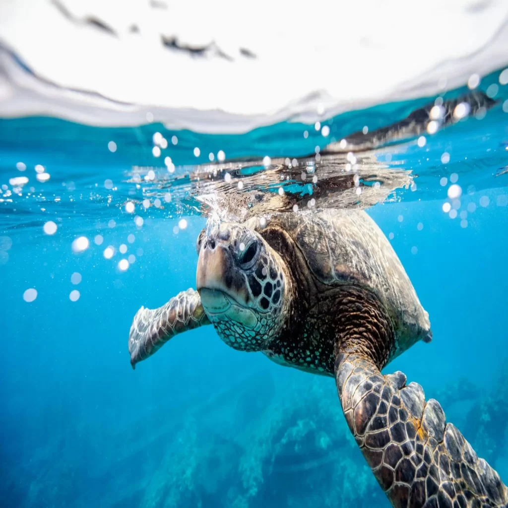 Kaplumbağaların Okyanusta Nasıl Yönlerini Buluyor?