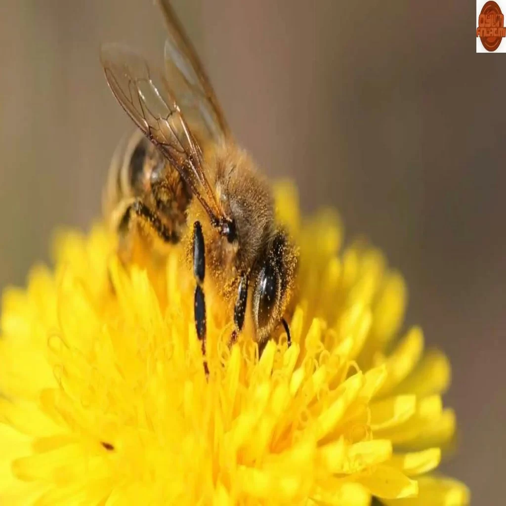 Arılar Giderek Daha da Fazla Stresli Hissediyor Ama Neden?