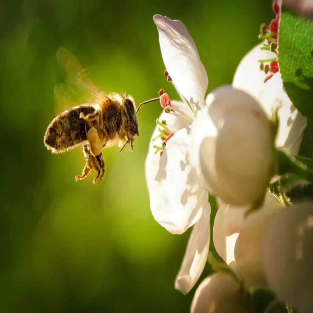 Arılar Giderek Daha da Fazla Stresli Hissediyor Ama Neden?