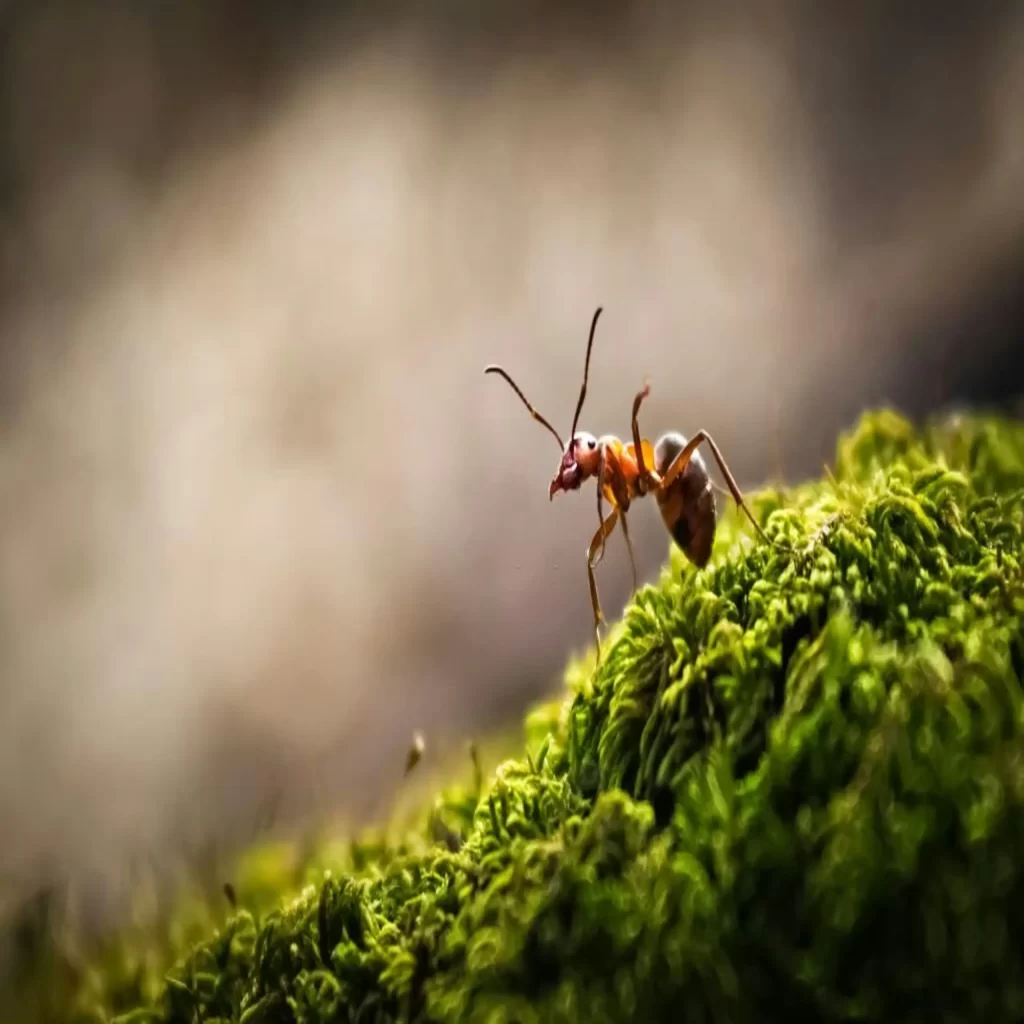 Dünya Üzerinde Kaç Karınca Yaşıyor?