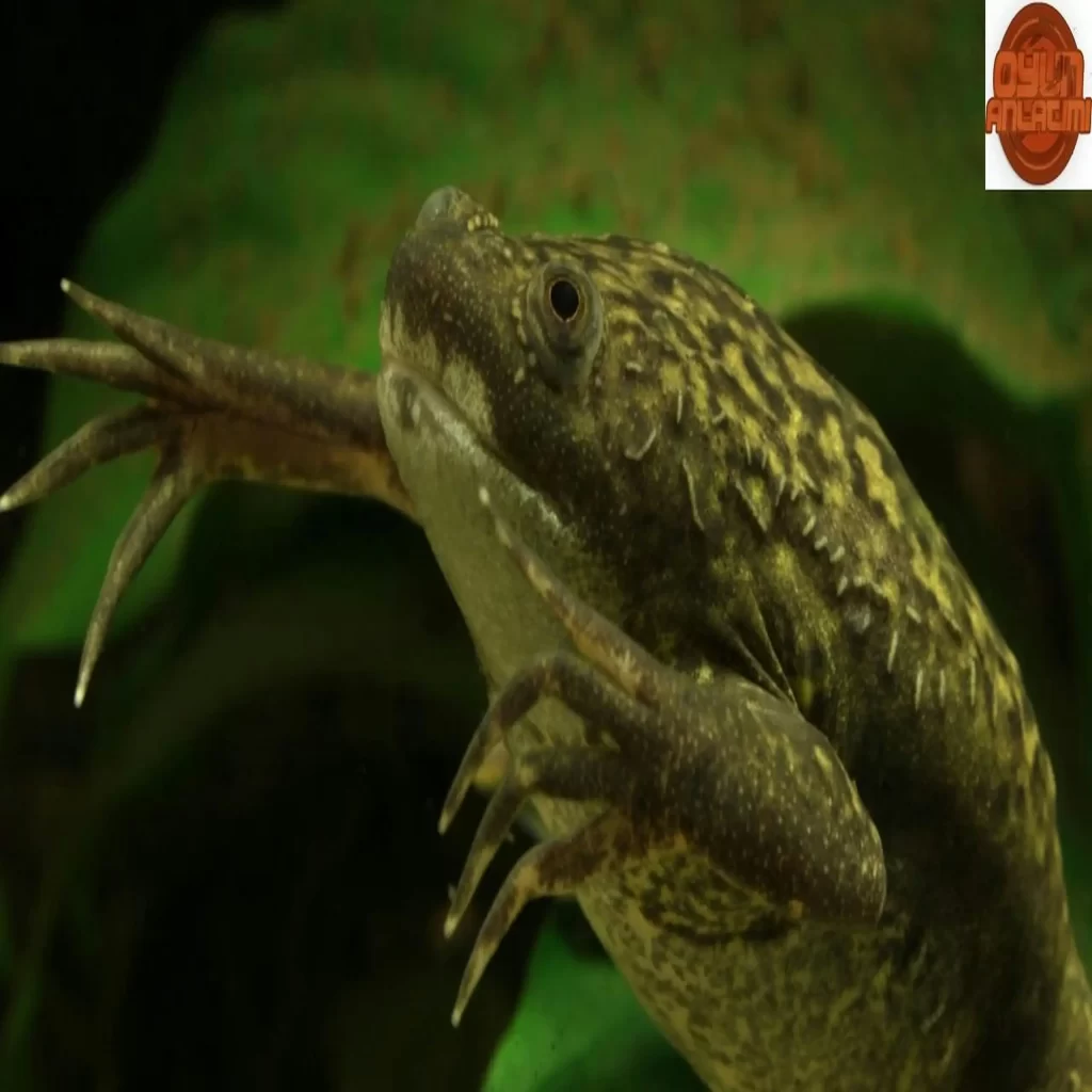 Hamileliği Tespit Eden Kurbağa Testi Nedir? - Afrika Peçeli kurbağası